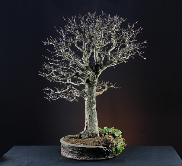 hawthorn bonsai
